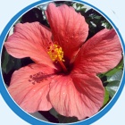 Settimana Ibisco