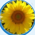 Settimana Girasole