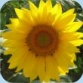 Settimana Girasole